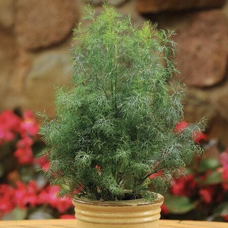 Fernleaf, Dill Seeds - Packet image number null